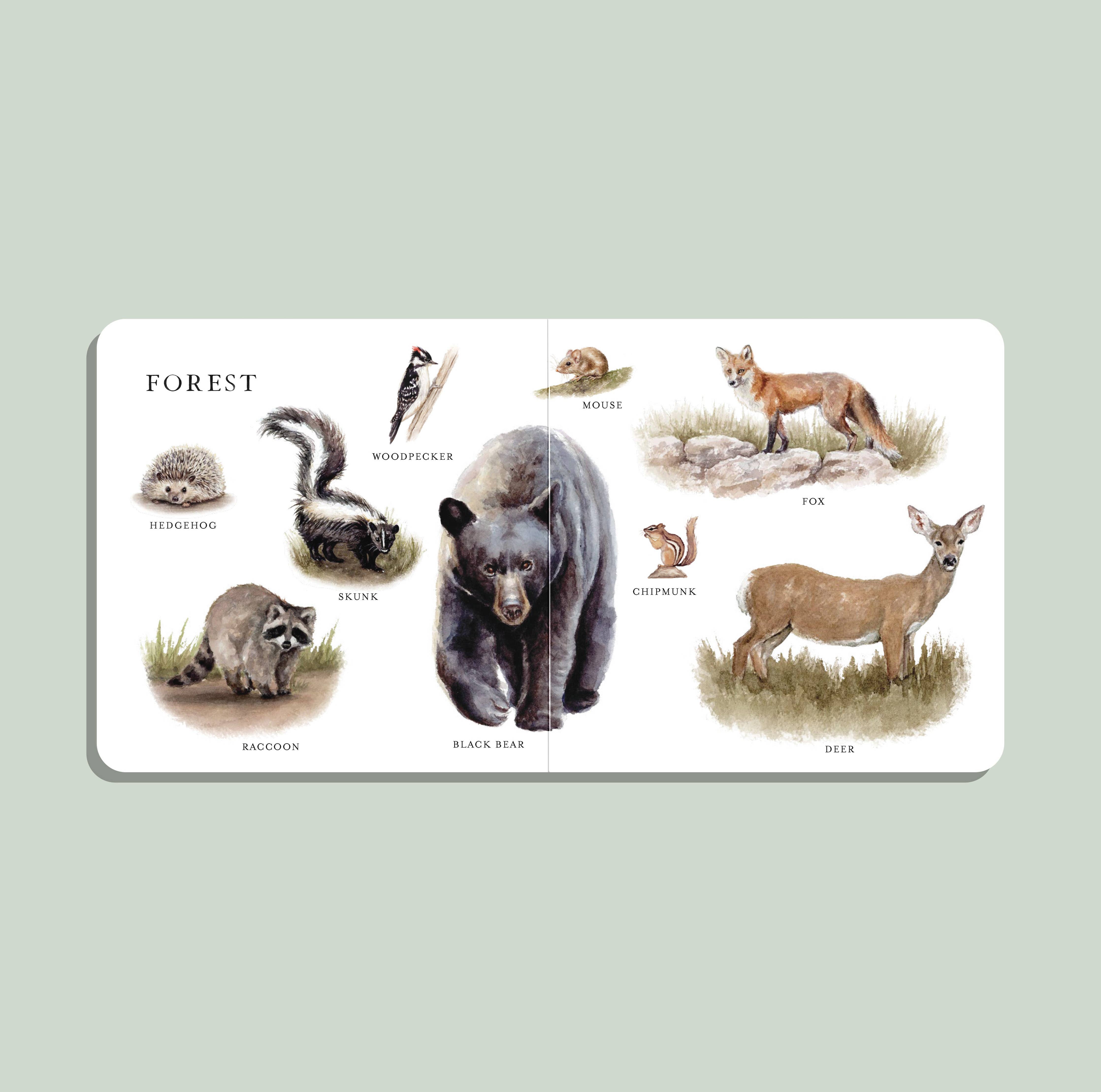 our big book of animals board book
