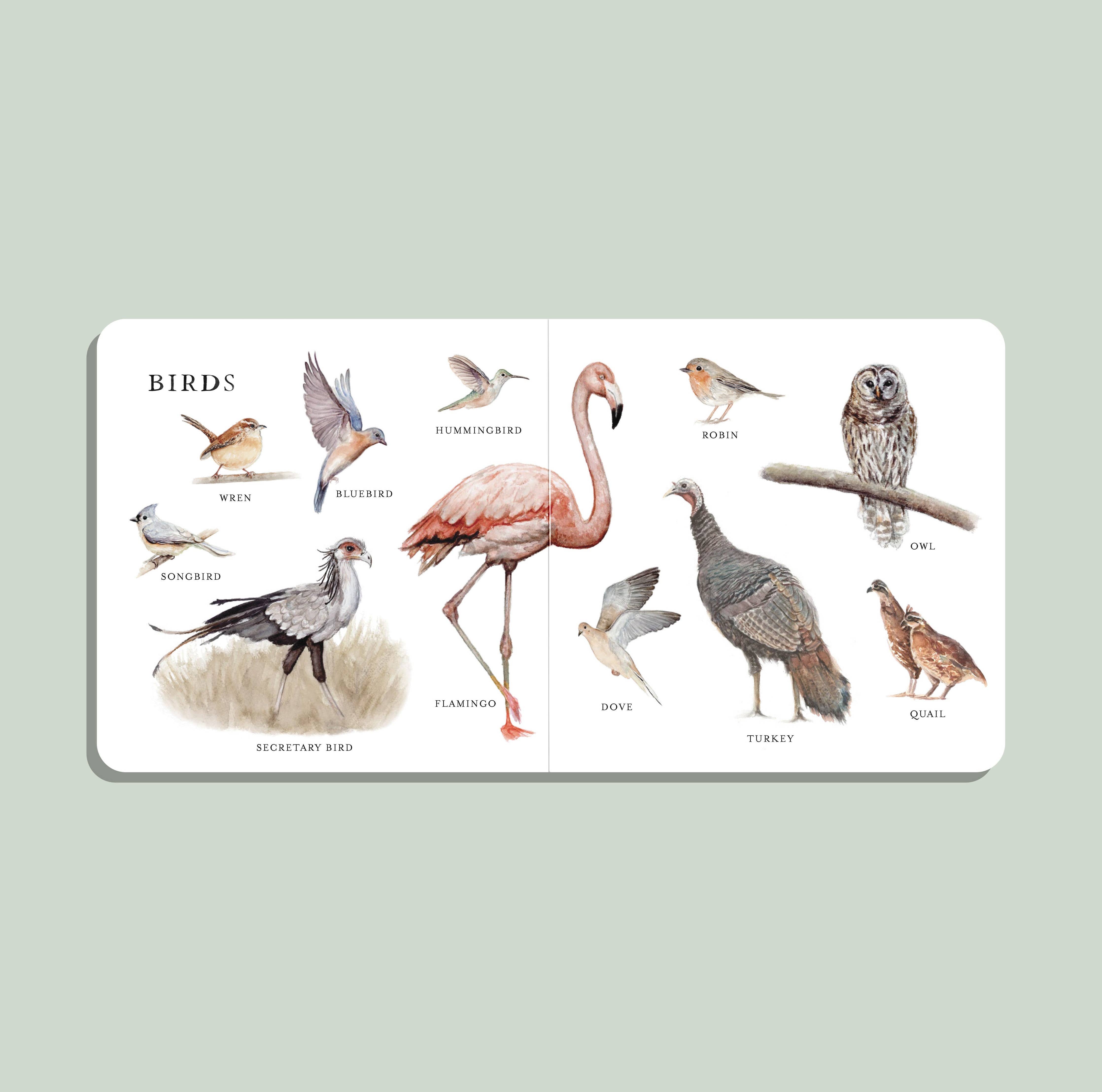 our big book of animals board book